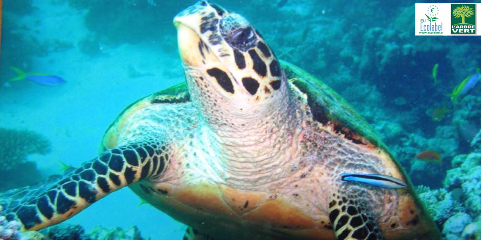Machen Sie eine zusätzliche Geste für die Umwelt am Montag: es ist der Welttag der Meere !