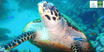 Lundi, faites un geste de plus pour l'environnement, c'est la journée mondiale de la mer!